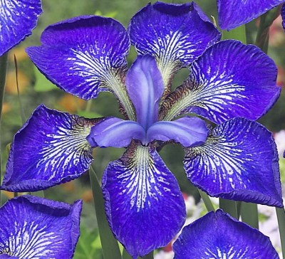 Iris sibirica I See Stars upr